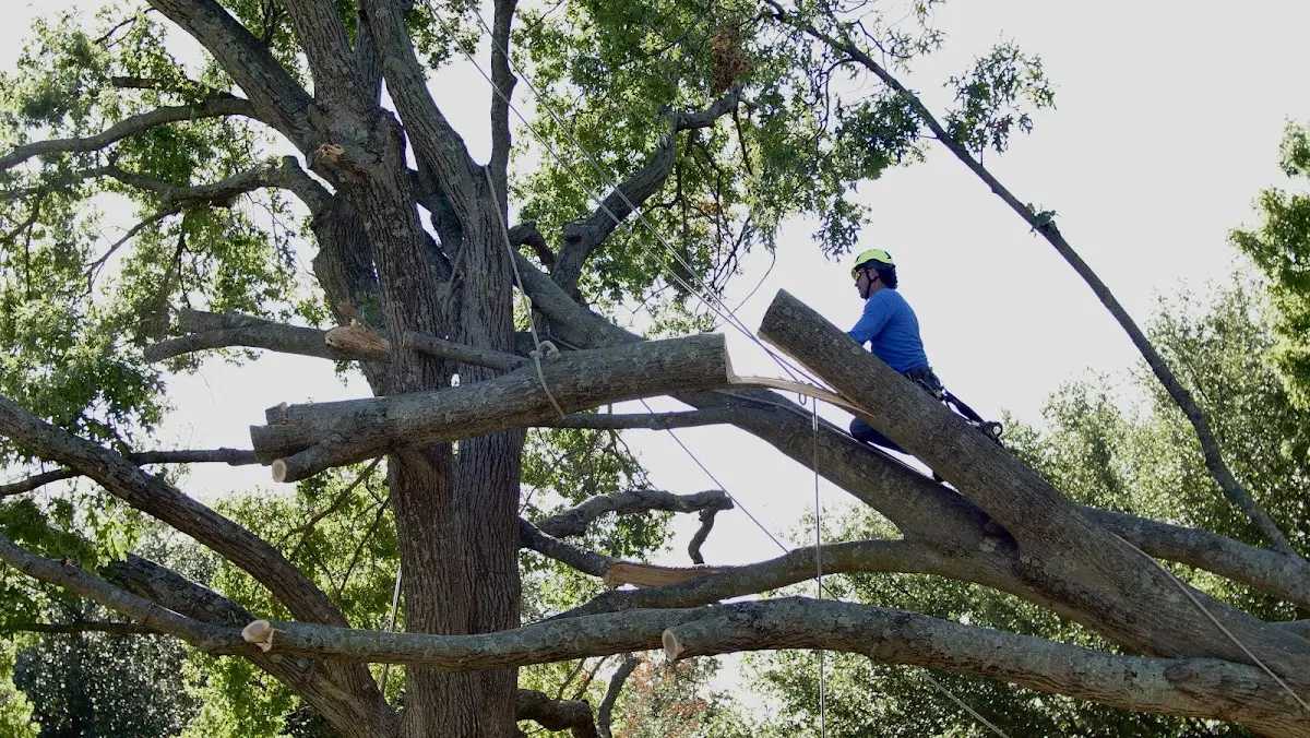 Professional Crown Thinning performed by certified arborists in Rhodes