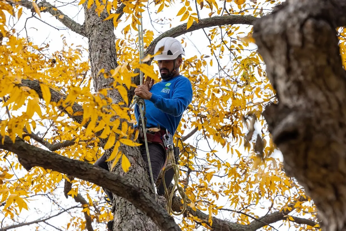 Skilled Tree Pruning crew working in Rhodes