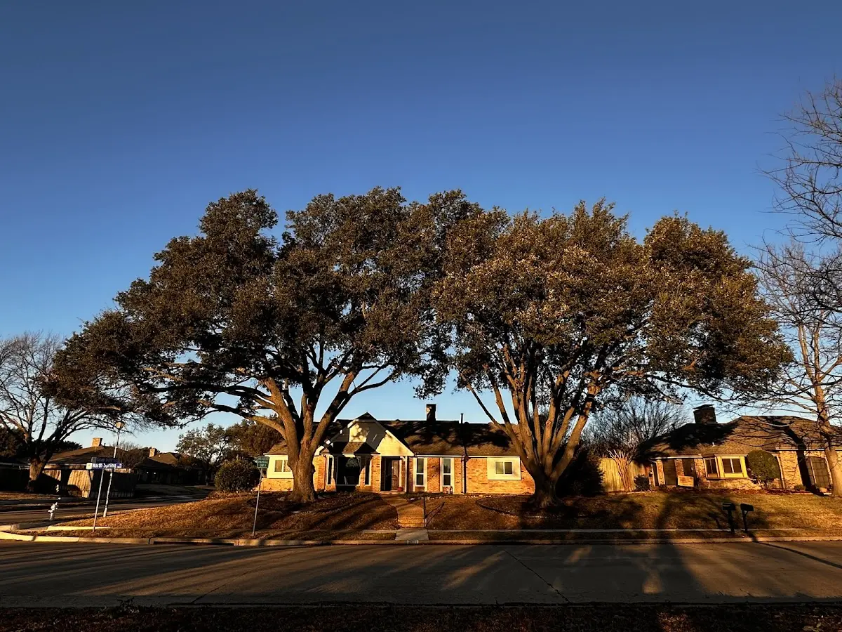 Established residential canopy tree shading a home in Rhodes